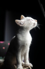 White kitten, Khao Manee, is a traditional cat breed of Thailand.