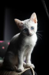 White kitten, Khao Manee, is a traditional cat breed of Thailand.