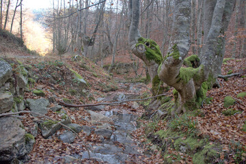 Mountain stream. Autumn beech forest. Leaf fall. Ancient tree with moss.