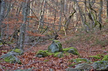 Naklejka na ściany i meble Rocks with moss. Autumn beech forest. Fallen leaves, brown hues.