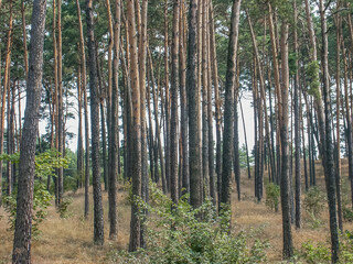 Polish forest, wild nature of Poland, wandering around Poland, county podkarpackie, Poland