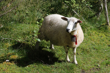 Schaf / Sheep / Ovis