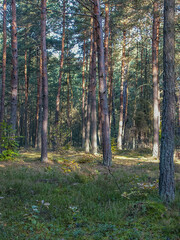 Fototapeta premium Polish forest, wild nature of Poland, wandering around Poland, county podkarpackie, Poland