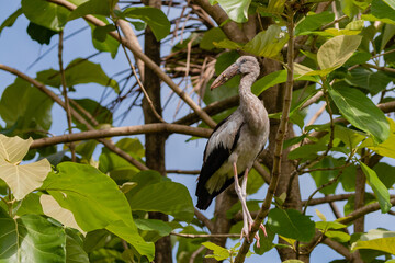 Open Bill Stork