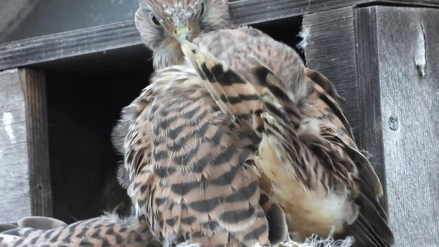 Turmfalke (Falco tinnunculus) 