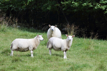 Obraz premium Schaf / Sheep / Ovis.