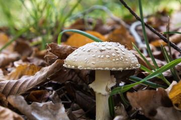 Close-up mushrooms and leaves. A single mushroom in the grass. Selective focus.