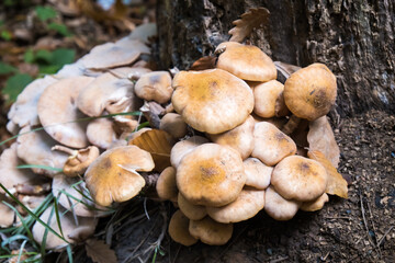 Mushrooms on the tree. Group of mushrooms growing on a tree trunk. Selective focus.