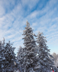 Very beautiful snowy winter forest after a snowfall. It's Christmas time.