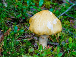 boletus mushroom in the forest
