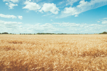 Organic ripe golden ears of wheat on a sunny day, cheerful bright rural view