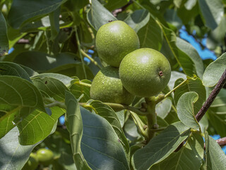 Walnuts, : Polish orchards, fruits of polish orchards, healthy polish food, county podkarpackie, Poland 