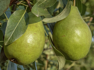 Green pears, polish orchards, fruits of polish orchards, healthy polish food, county podkarpackie, Poland 