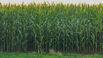 A field of growing fresh corn