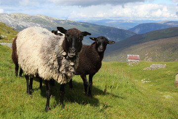 Fototapeta premium Schaf / Sheep / Ovis