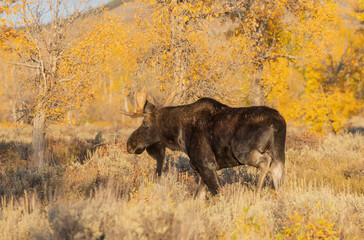 Naklejka na ściany i meble Bull Shiras Moose in Grand Teton National Park Wyoming in Autumn