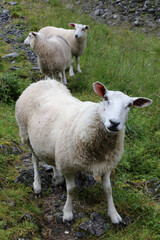 Schaf / Sheep / Ovis.