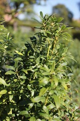 branch of a tree in the garden