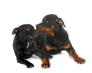 Obraz premium staffordshire bull terrier and rottweiler