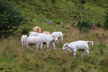 Norwegen - Rinder / Norway - Cattles /.
