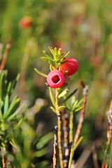 red berries in the forest