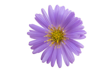 perennial aster isolated
