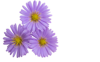 perennial aster isolated