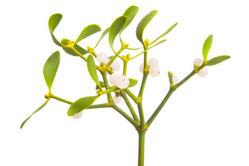 branch of mistletoe isolated