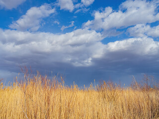 Fototapeta premium Afternoon sunny view of the landscape of Clark County Wetlands Park