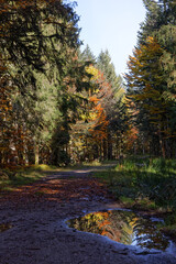 Forêt des Vosges en automne