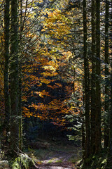 Forêt des Vosges en automne