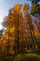 Fototapeta premium Forêt des Vosges en automne