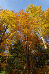 Forêt des Vosges en automne