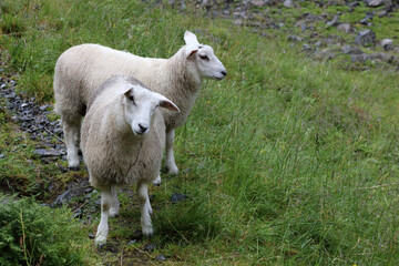 Schaf / Sheep / Ovis.