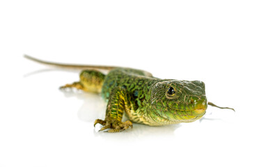 Western green lizard