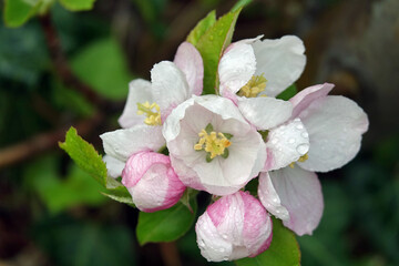 Rosée sur fleurs de pommier sur l'île de la Réunion