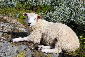 Fototapeta premium Schaf / Sheep / Ovis.