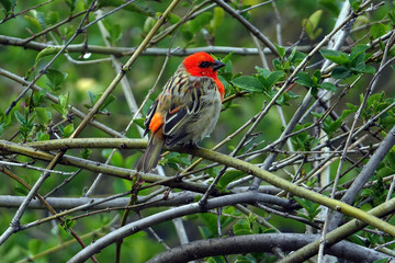 Oiseau Cardinal perché sur un arbre au refuge du Piton de la Fournaise