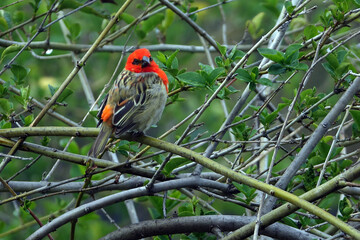 Oiseau Cardinal perché sur un arbre au refuge du Piton de la Fournaise