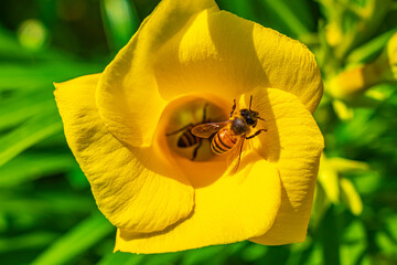 Honey bees climb fly into yellow Oleander flower in Mexico.