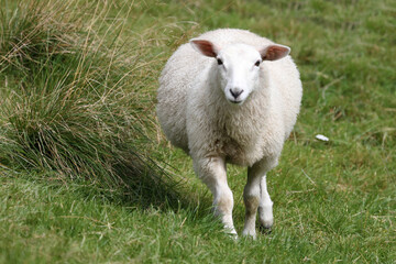 Schaf / Sheep / Ovis.