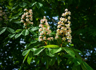 CASTAÑO CON FLORES BLANCAS COMPUESTAS