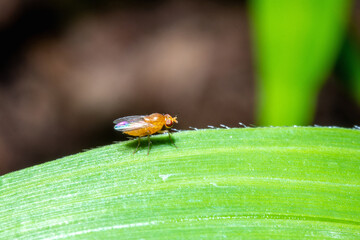 fruit fly standing on top of a grass macro close up