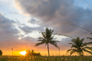 aerial view scenery sunset above coconut trees during colorful .cloud in sunset on Karon beach Phuket Thailand. Scene of Colorful light in the sky background.