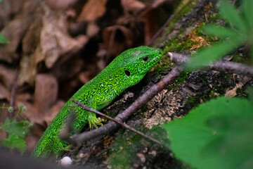 Male lizard in spring outfit