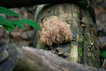 Crown-tipped coral on a dead tree