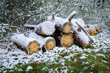ESCENA CON NIEVE. TRONCOS DE ÁRBOL CORTADOS. LOS TRONCOS ESTÁN CUBIERTOS DE NIEVE.