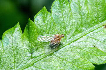 A bug standing on top of a leaf macro