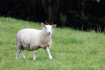 Naklejka premium Schaf / Sheep / Ovis.