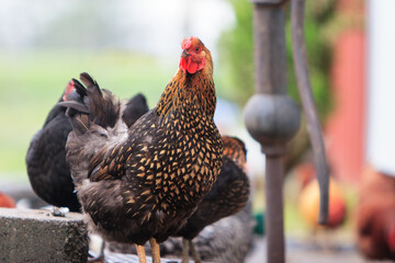 Rhode Island Red Hen